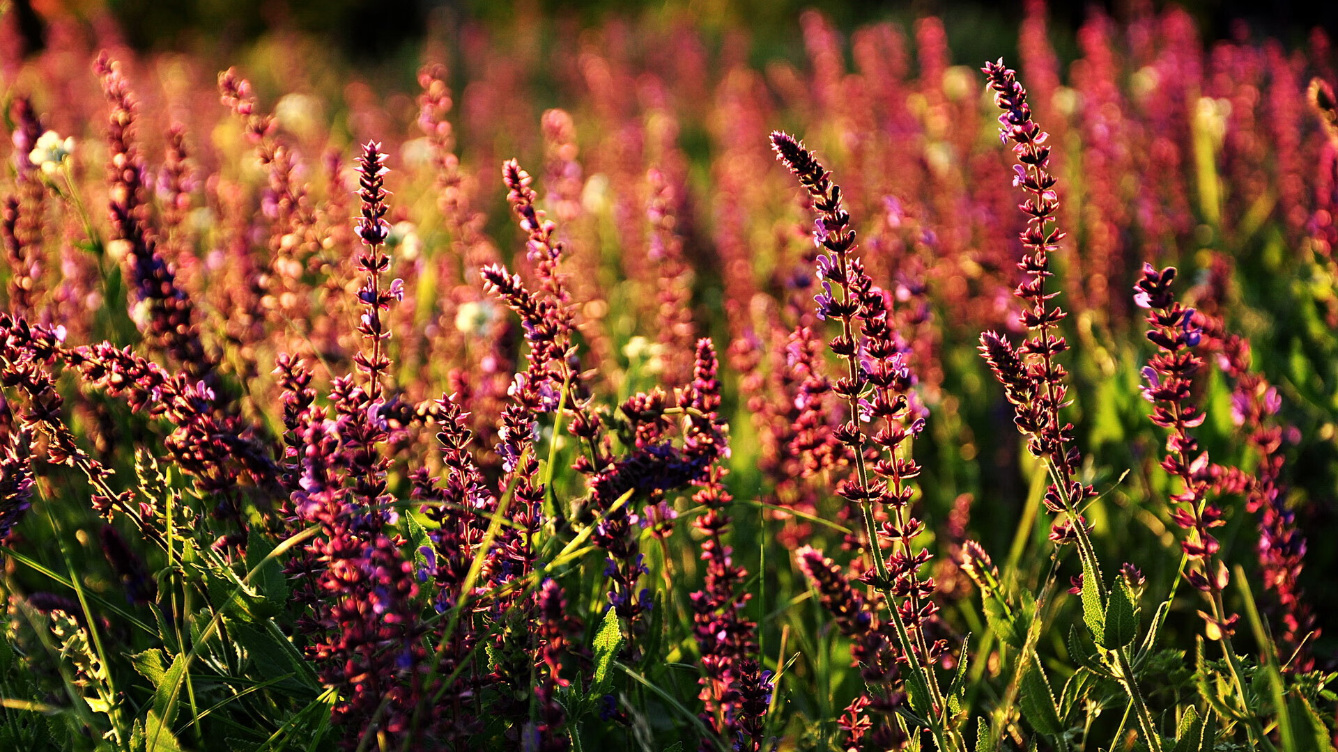 开云体育下载官网-强队对决引人期待，胜负之间谁能笑到最后，强队什么