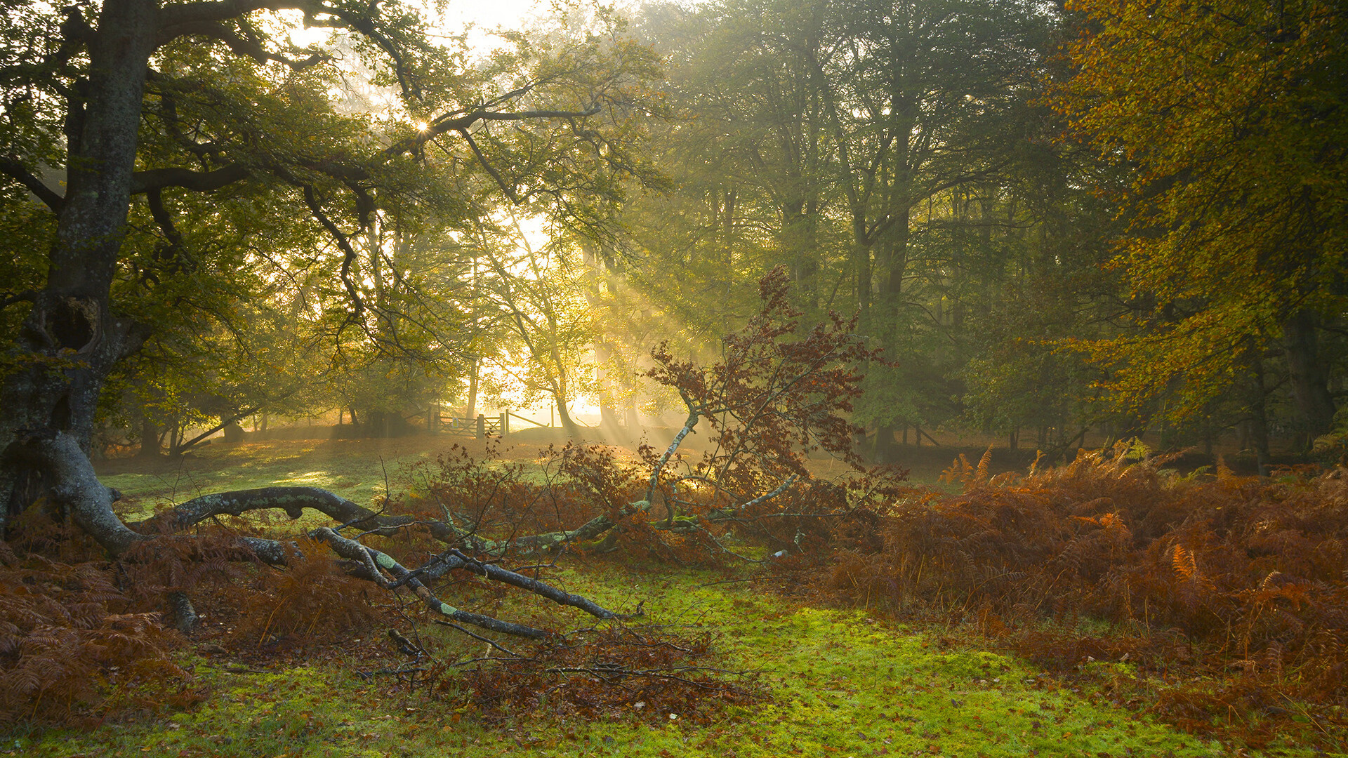 维达德卡萨布兰卡锋线火力强劲,进球数领先联赛,卡萨布兰卡 简介